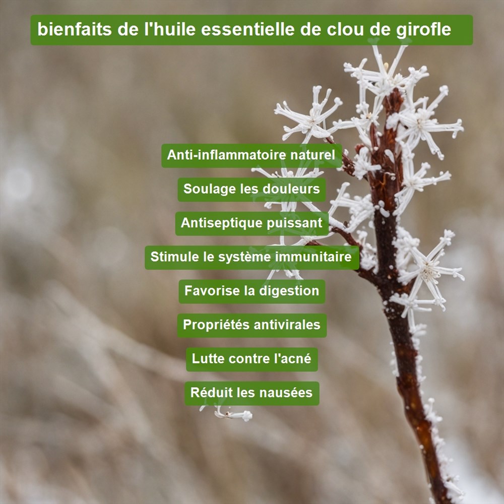 L'huile essentielle de clou de girofle