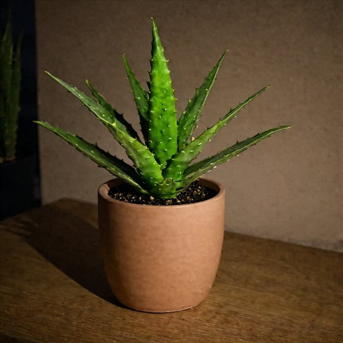 Aloe Vera : Bienfaits Nocturnes pour la Peau