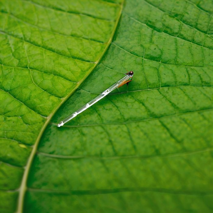 Signification Spirituelle de la Limace